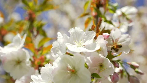 4K - Bee on cherry blossom Stock Footage 195460002