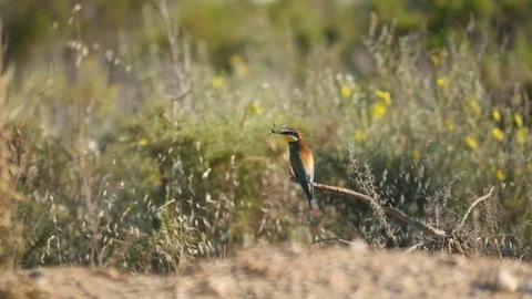 4k. Bee-eater perched on a branch carrying a bee on the beak Stock Footage 75928236