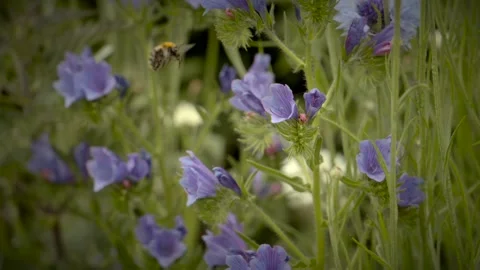 4k Bee Stock Footage 276830485