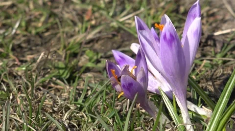 4K Bee insect collect pollen Crocus blossom flower spring season violet petal  Stock Footage 54777304