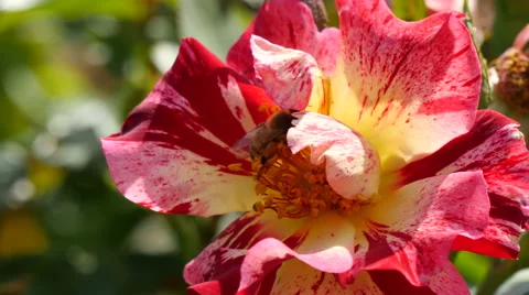 4K Bee Pollinating a Flower Stock Footage 49869587
