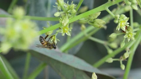 4K bee pollinator moving among Hass avocado blossoms, showing natural flower vis 動画素材 348149696