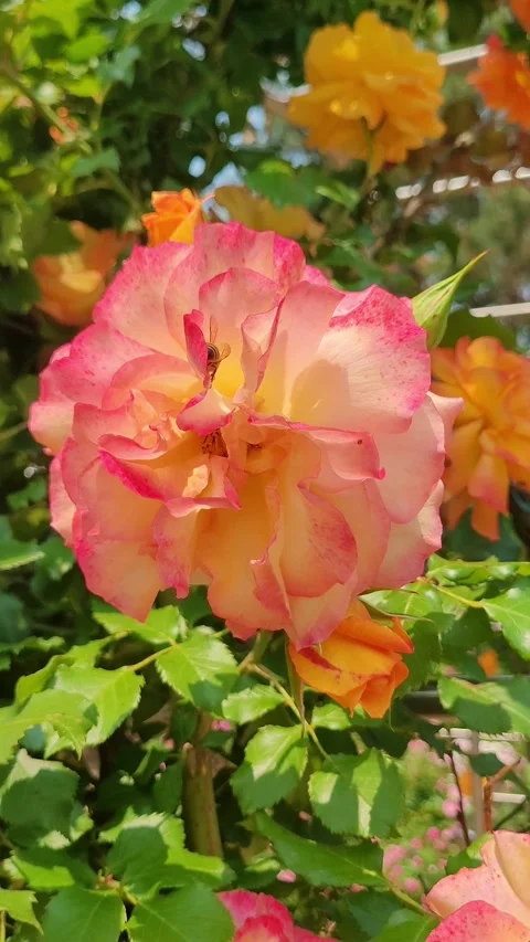 4K Bee Rose Pollination Interaction Portrait Vidéo 330200078