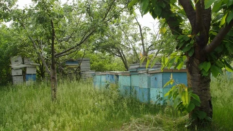 4K Bee vilage in the field Vidéo 97523634