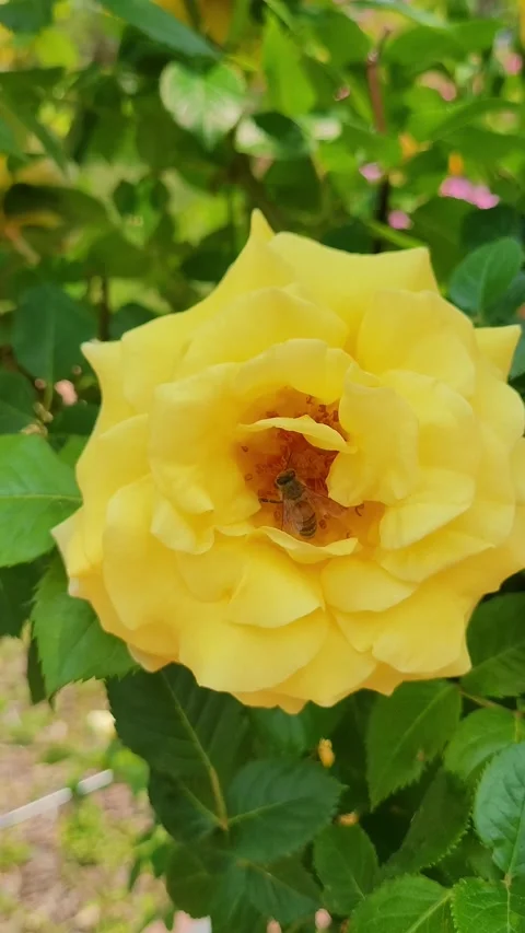 4K Bee on Yellow Rose Closeup Vertical Stock Footage 330200053