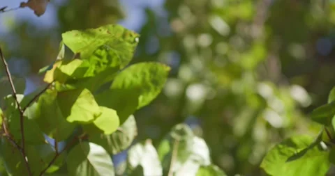 4K Beech Or Alder Tree Foliage Translucent Green Leaves Solar Backlight Stock Footage 334454689