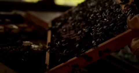 4K Bees Video stock 88139979