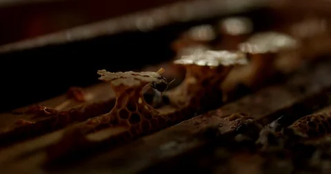 4K Bees Video stock 88140455