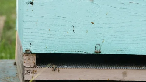 4K Bees on the hive's bridge Stock-Footage 97523738