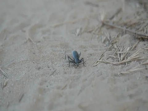 4K Beetle Wide Stock Footage 75949448