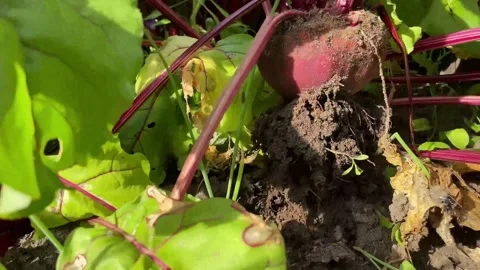 4K Beetroot Plant Showing Red Root and Stems in Rich Dark Soil Video stock 332157675
