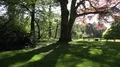 4k Benches and tree shadow on grass in sunny botanic garden park area 4k or 4k+ Resolution