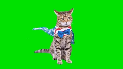 4K Bengal cat in 4th of July costume on green screen isolated with chroma key Stock Footage 119282907