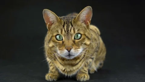 4K Bengal Cat on Black Background Lookin... | Stock Video | Pond5