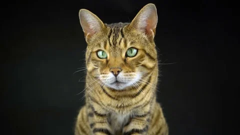 4K Bengal Cat on Black Background Lookin... | Stock Video | Pond5