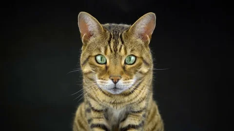 4K Bengal Cat on Black Background Looking at Camera Vídeo Stock 81641316