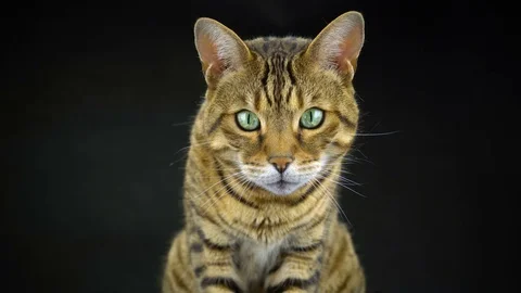 4K Bengal Cat on Black Background Looking at Camera Vídeo Stock 81641819