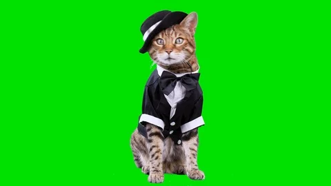 cat tuxedo outfit