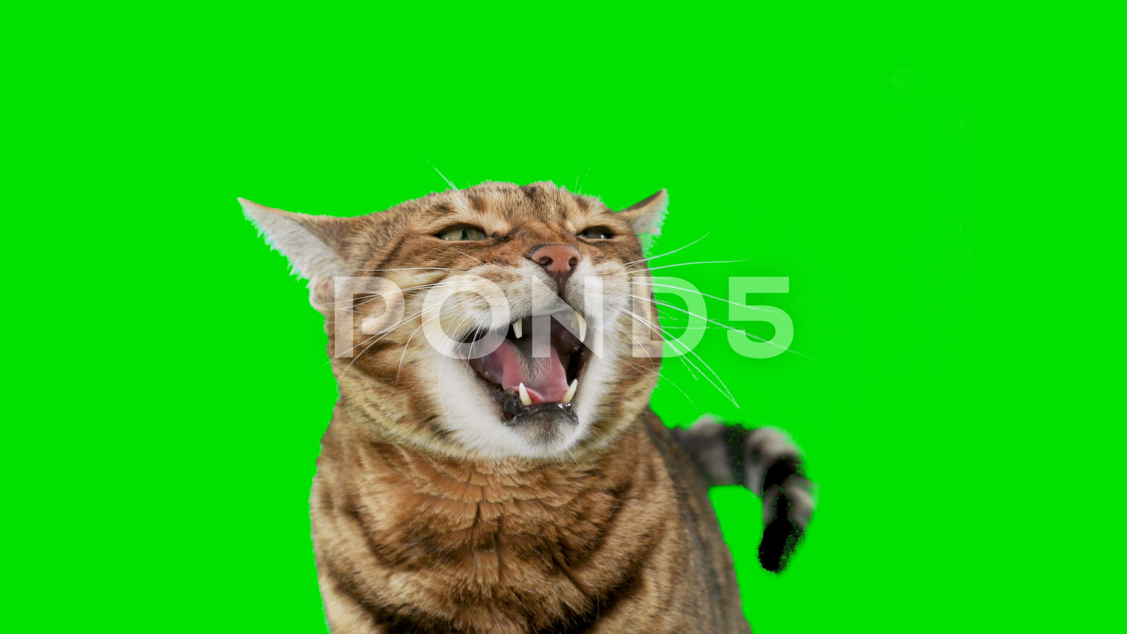 Angry Cat (Green Screen) – CreatorSet