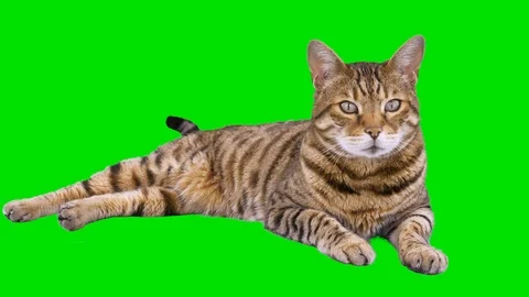 4K Bengal cat on green screen lying down looking at camera Vidéo 116687596