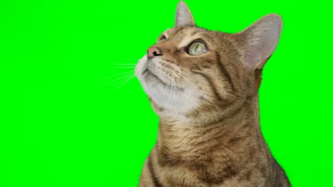 4K Bengal cat on green screen isolated with chroma key, portrait Stock Footage 145178398