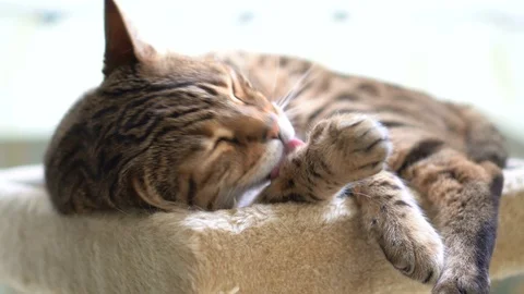 4K Bengal Cat Licking Paw Grooming Himself Video stock 83290577
