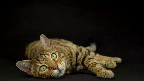 4K Bengal Cat Lying Down on Black Background Vídeo Stock 81598906