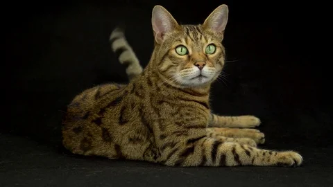 4K Bengal Cat Lying Down on Black Background Vídeo Stock 81642348
