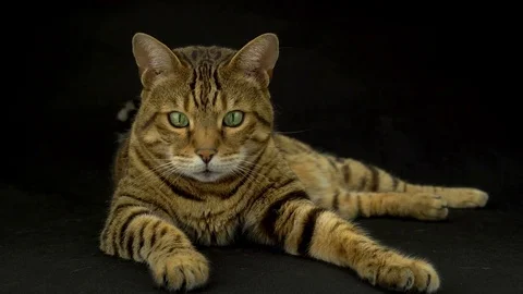 4K Bengal Cat Lying Down on Black Background Looking at Camera Vídeo Stock 81643546