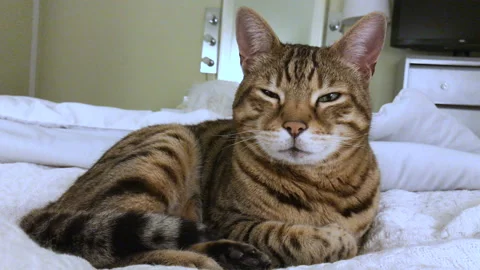 4K Bengal cat lying down on the bed falling asleep Видео 133676805