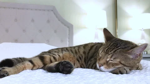 4K Bengal cat lying down on the bed sleeping Stock Footage 136464242