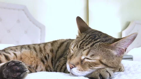 4K Bengal cat lying down on the bed sleeping Stock Footage 136465191