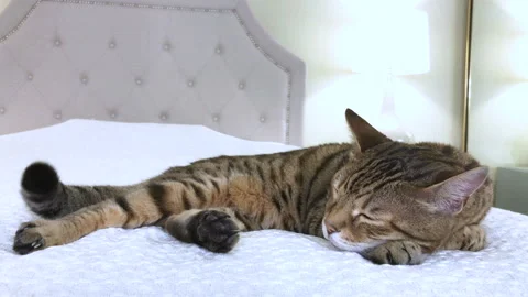 4K Bengal cat lying down on the bed sleeping Stock Footage 136466050