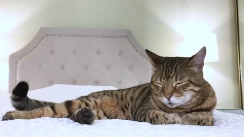 4K Bengal cat lying down on the bed sleeping Stock Footage 136467777