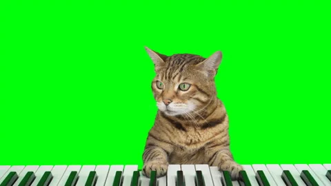 4K Bengal cat playing digital piano on g... | Stock Video | Pond5