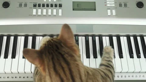 4K Bengal cat playing electronic keyboard/piano top-down view Stock Footage