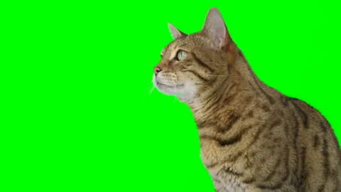 4K Bengal cat sitting looking left on green screen isolated with chroma key Video stock 145176482