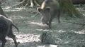 4k Big dirty wild boar tusker between trees on dry sandy ground 4k or 4k+ Resolution