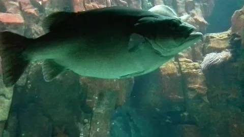 4k - Big fish on ocean background in Lisbon Oceanarium Stock-Footage 169691387