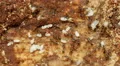 4K Big-headed Ants (Pheidole sp.) and Pupae 1 4k or 4k+ Resolution