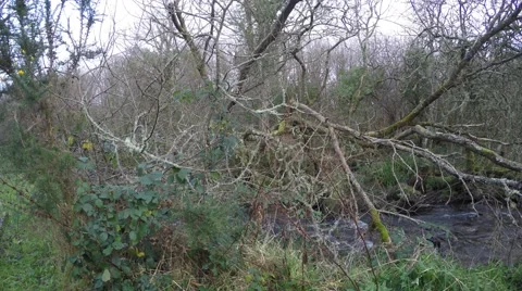 4K big tree in front of small stream filmed on an autumn day in UK Stock Footage 45793932