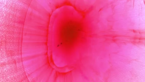 4K Biological Macro View of Internal Tissue Lining Red and Pink Stock Footage 327408793