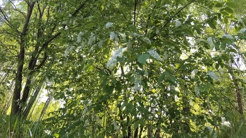 4K Bird cherry blossoms in spring in the forest Stock Footage 107725123