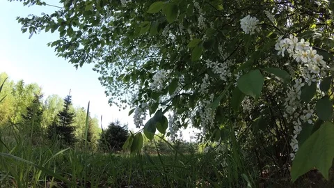 4K Bird cherry blossoms in spring in the forest. nature Video stock 107725218