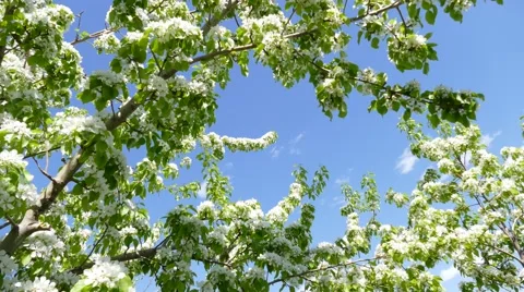 4k bird cherry tree and clouds in sky, time lapse Stock Footage 50125530