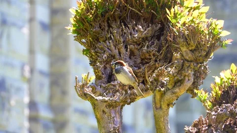 4K Bird Close Up, Perched on Branch, Nature Background Portrait Stock Footage 77134269