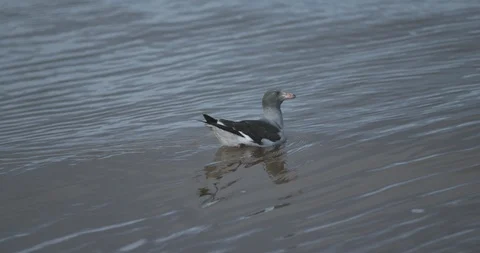 4K bird Floating in the Water 库存影片 111719167