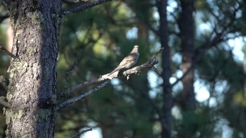 4K Bird, Flycatcher sp. in tree begins to fly to catch an insect Stock Footage 111795169