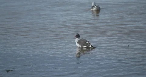 4K Bird in The Ocean in Chile 库存影片 111719092
