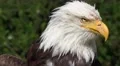 4k Bird of Prey - Bald Eagle close up turning head right to left 4k or 4k+ Resolution
